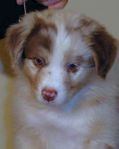 Red Merle male #2, headshot.